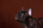 young french bulldog