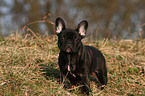 young french bulldog