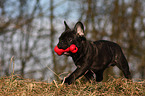 young french bulldog