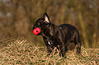 young french bulldog