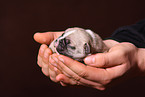 French Bulldog Puppy