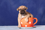 French Bulld puppy in cup