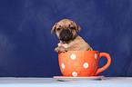 French Bulld puppy in cup