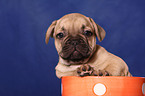 French Bulld puppy in cup