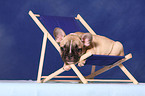 French Bull puppy at deckchair