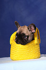 French Bull Puppy in bag