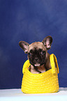 French Bull Puppy in bag