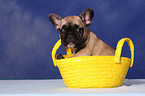 French Bull Puppy in bag