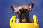 French Bull Puppy in bag