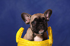 French Bull Puppy in bag