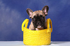 French Bull Puppy in bag