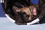 French Bulldog Puppy