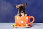 French Bulld puppy in cup