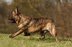 running French Bulldog