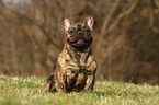 sitting French Bulldog