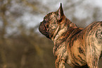 French Bulldog Portrait