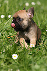 French Bulldog Puppy