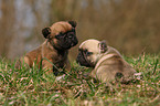 French Bulldog Puppy