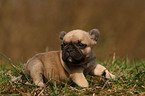 French Bulldog Puppy