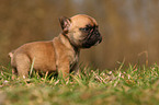 French Bulldog Puppy