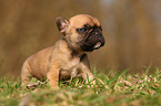 French Bulldog Puppy