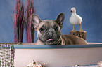 French Bulldog at boat