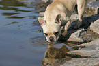 drinking french bulldog