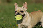 French Bulldog