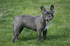 standing French Bulldog