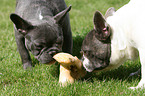 French Bulldogs