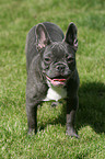 standing French Bulldog