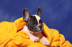 French Bulldog puppy