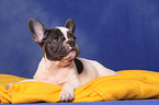 French Bulldog puppy