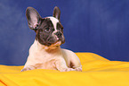 French Bulldog puppy