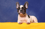 French Bulldog puppy