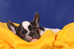 French Bulldog puppy