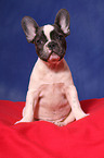 sitting French Bulldog