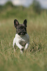 running French Bulldog