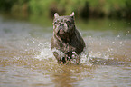 bathing French Bulldog