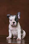 sitting French Bulldog puppy