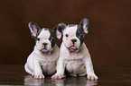 French Bulldog puppies