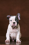 sitting French Bulldog puppy