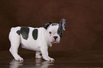 standing French Bulldog puppy