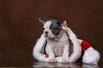 French Bulldog puppy