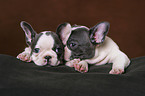 French Bulldog puppies