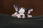 lying French Bulldog puppy