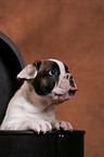 French Bulldog puppy