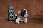 lying French Bulldog puppy