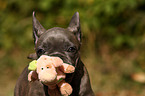 French Bulldog Puppy Portrait