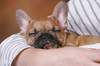 French Bulldog Puppy